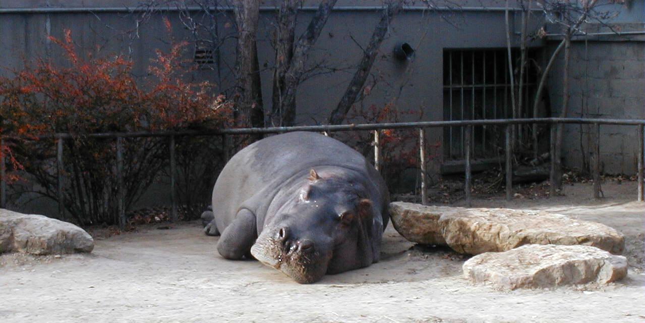 Don't you want to see the hippo?